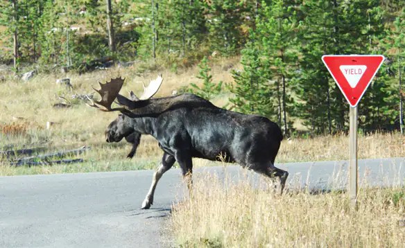 Loose moose Should they be shot when spotted near Newfoundland highways? Point of View